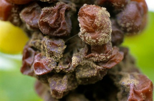 ͬùӰѾƵL(fng)ζ